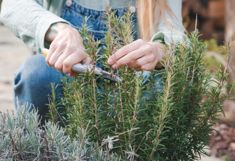 Bringing Your Rosemary Pot Indoors For Winter? 11 Mistakes That Quietly Kill It By February