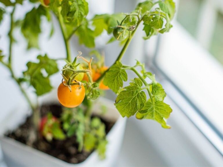 Can You Overwinter a Tomato Plant Indoors? How to Preserve a Favorite Plant Through Frost