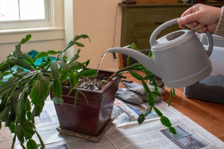 If Your Christmas Cactus Looks Limp And Droopy, Check This Before You Water It Again