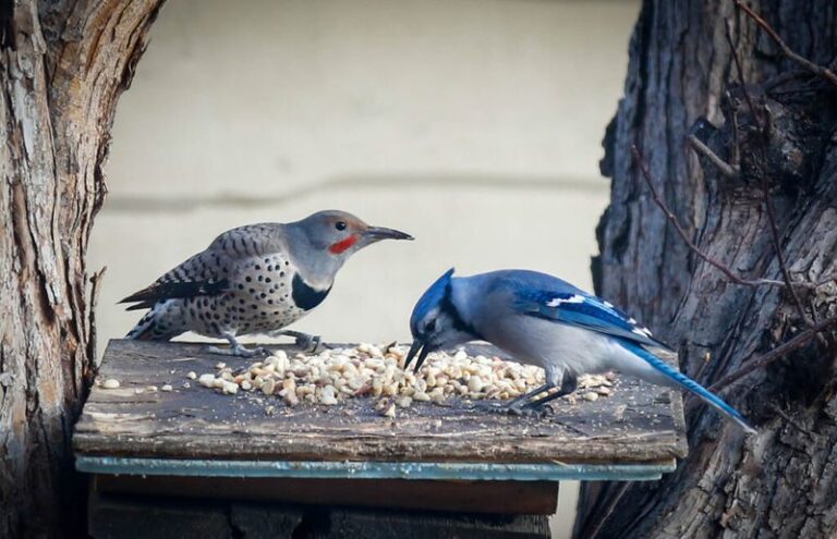 How to Share a Backyard Feeder With Blue Jays