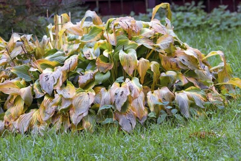 11 Perennials You Should Cut Back Now (And 5 You Should Leave Standing Until Spring)