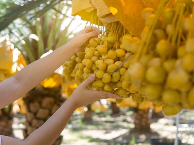 Those Dates In Your Pantry Pack More Calcium, Magnesium And Iron Than Almost Any Fruit You Grow