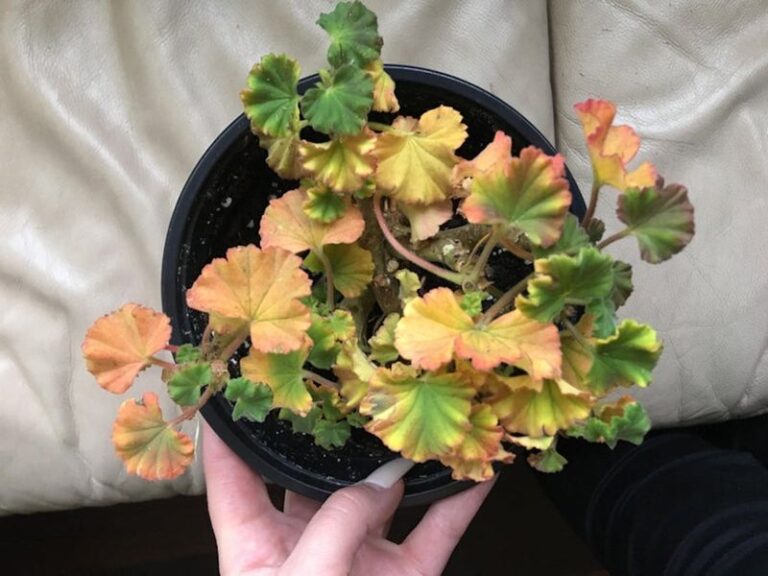 Why Your Geranium Leaves May Turn Yellow After You Bring Them Indoors for Winter