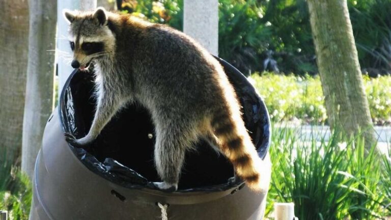 Raccoons Raiding Your Trash And Compost Bin Hate These 9 Household Scents You Already Own