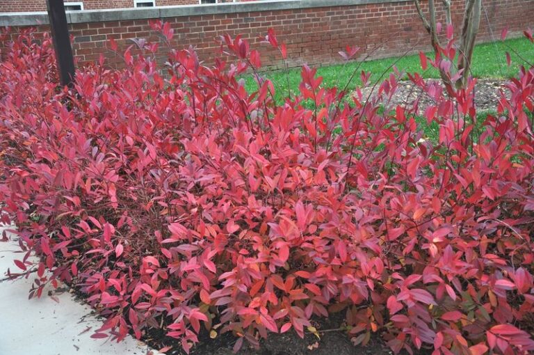 Virginia Sweetspire: A North Carolina Native Shrub With Fall Color and Burning Bush Alternative Appeal