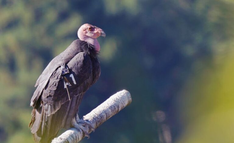 Condors Were Down To 22 Wild Birds in 1982. Now a Pair Has Nested in a Redwood