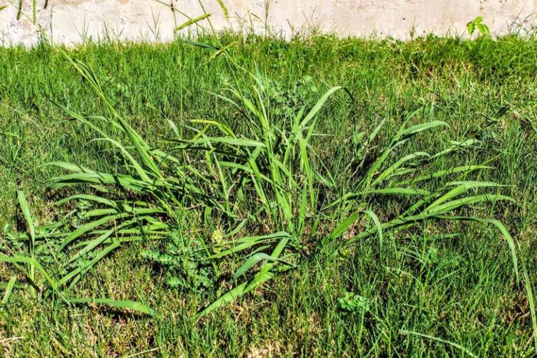 Mowing Height and Crabgrass: How Species-Right Mowing Can Reduce Pressure Next Spring
