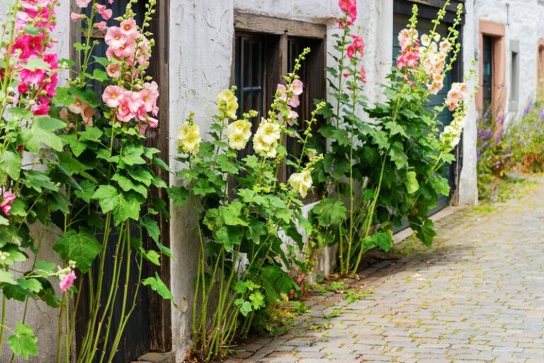 Hollyhocks Can Thrive With Smart Planting Choices: Spot, Soil, Spacing, and Timing