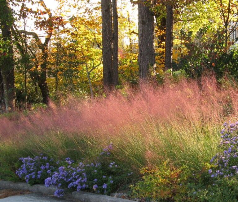 10 Plants That Hold North Carolina Slopes Together When Heavy Rain Starts Washing Your Yard Away