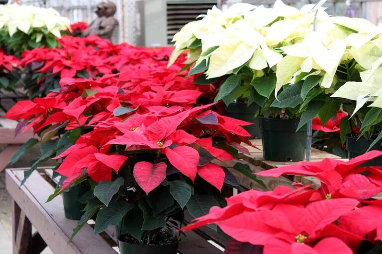 A Nightly Closet Routine May Encourage Colorful Bracts on Last Year’s Poinsettia in North Carolina Homes