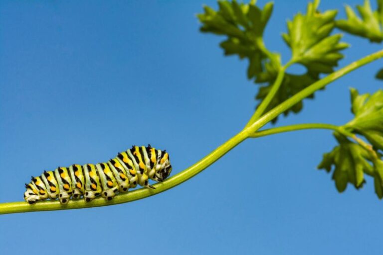 Those Fat Green Caterpillars On Your Parsley Turn Into Swallowtail Butterflies, So Leave A Few Plants For Them