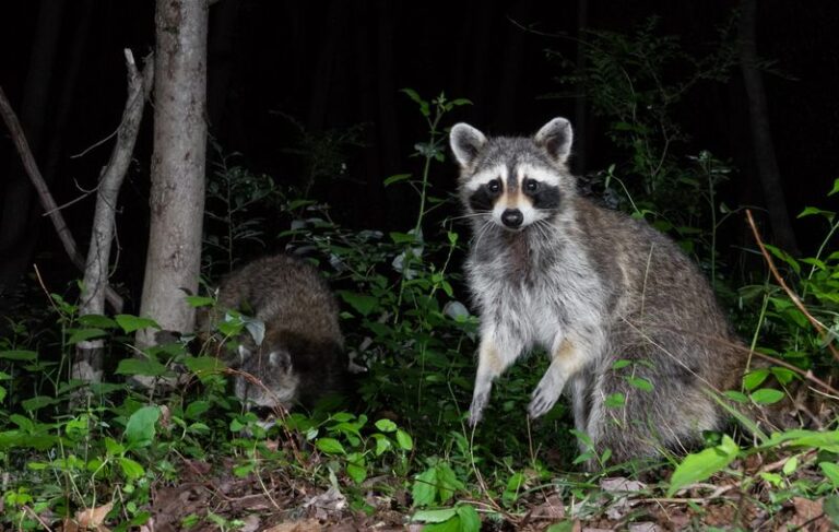 What It Really Means When A Raccoon Keeps Visiting Your North Carolina Yard After Dark