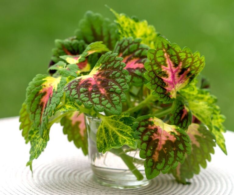Skip Hauling Your Whole Coleus Indoors This Winter When A Few North Carolina Cuttings Do The Job