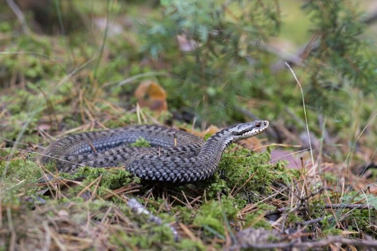 You Don’t Have To See A Snake To Know One’s Living In Your Yard – 15 Clues It Leaves Behind