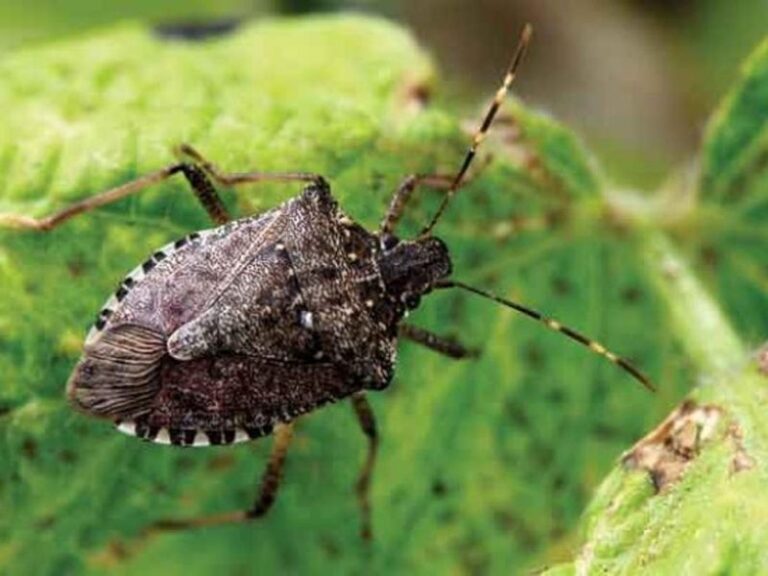 Stink Bugs Showing Up Indoors This Fall? A Simple Light Trap Using Household Items May Catch Some