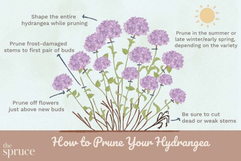 If Your Hydrangeas Gave You All Leaves This Year, Here Are 9 Things To Stop Doing Before Winter