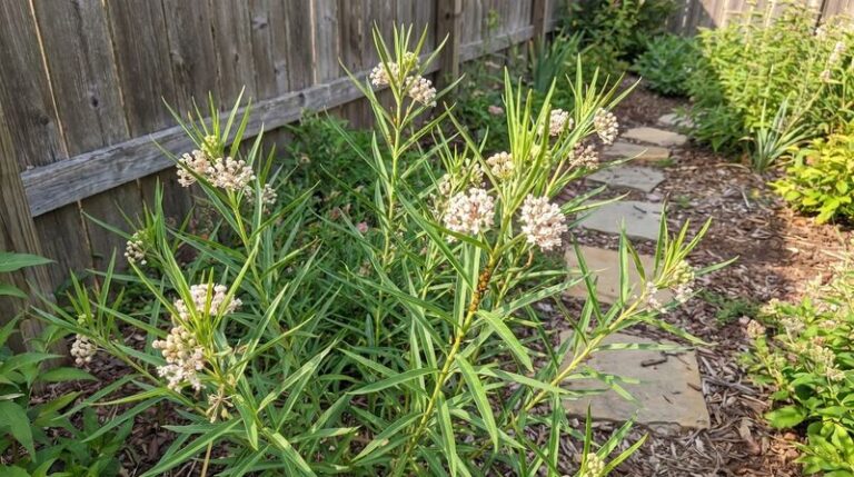 The One Thing North Carolina Butterfly Weed Needs This Fall So It Comes Back Stronger For Monarchs Next Summer