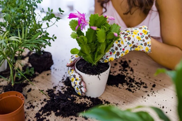 Thinking About Repotting Your Christmas Cactus? Timing Matters More Than The Pot You Pick