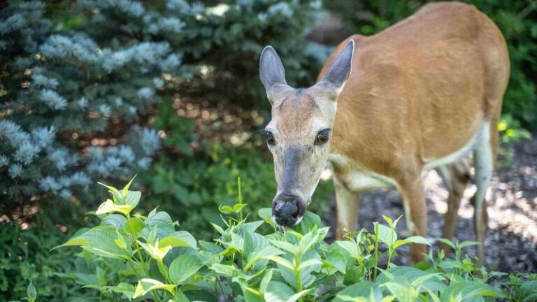 Why Deer Keep Browsing North Carolina Gardens in Fall: What Their Visits Can and Cannot Tell You