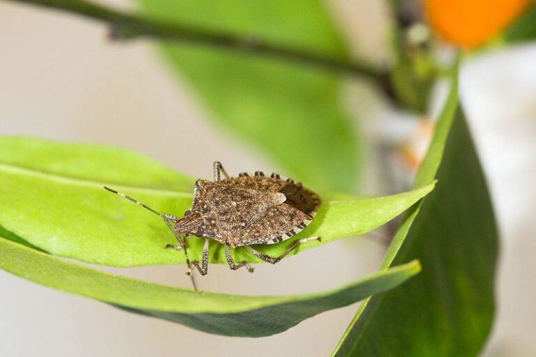 Stink Bugs at Your Window Screens in Fall: Seal Entry Points and Remove Indoor Bugs