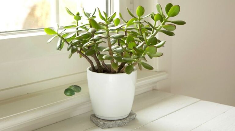 Your Jade Plant Dropping Leaves As Fall Arrives Is Reacting To One Of These 8 Indoor Changes