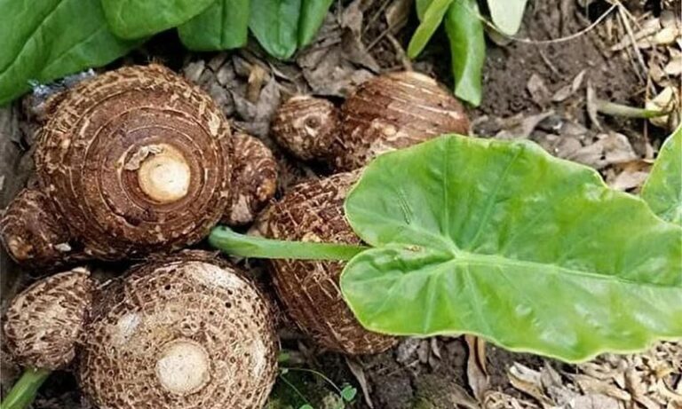Taro Plants With Giant Elephant-Ear Leaves Can Grow a Harvestable Corm, but Identification Comes First