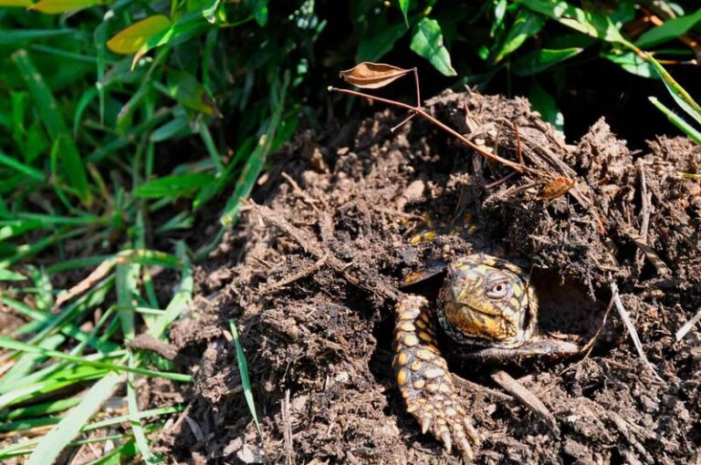 Why You Should Never Turn Your North Carolina Compost Pile This Fall If Box Turtles Are Nearby
