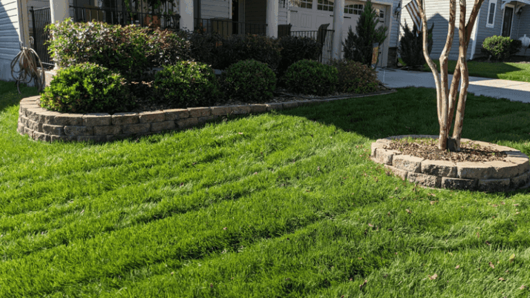 Why North Carolina Fescue Can Thin by Summer After Fall Overseeding