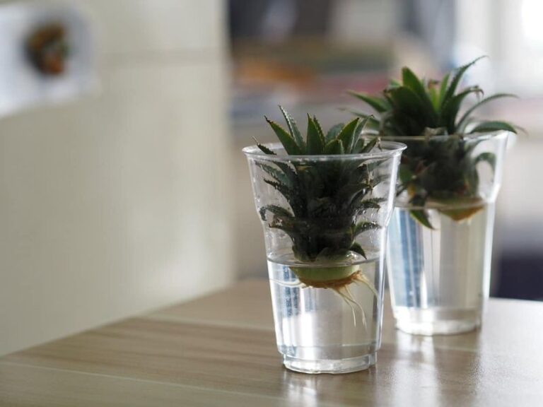 Don’t Toss That Pineapple Crown: Plant It Indoors And Grow Your Own Pineapple Plant
