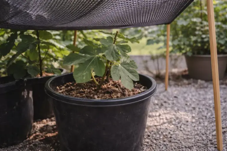 Your Fig Tree Is All Leaves And No Figs? 13 Easy Fixes That Get It Fruiting Like Never Before Next Summer