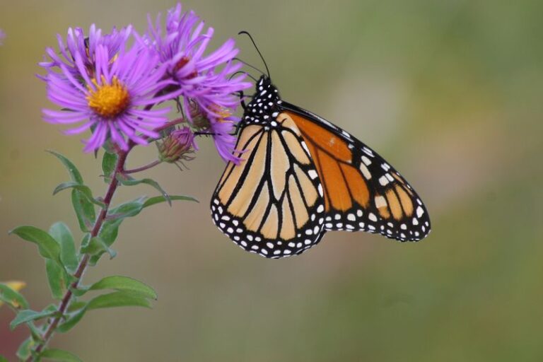 New England Aster in North Carolina: A Late-Season Nectar Source for Butterflies, Where It Fits