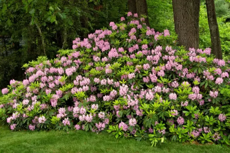 Tired Of Fussing Over Hydrangeas? These 13 Flowering Shrubs Bloom Just As Big With Half The Work