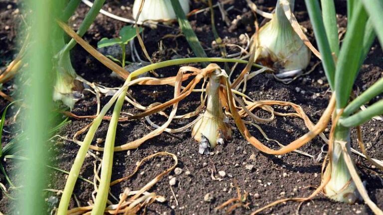 Don’t Plant These Troublemakers Next To Your Garlic This Fall (They Quietly Shrink Next Summer’s Bulbs)