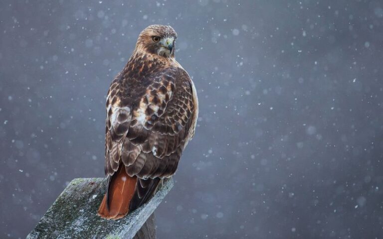 A Red-Tailed Hawk Perched Over Your North Carolina Yard This Winter May Be a Clue to Useful Habitat Nearby