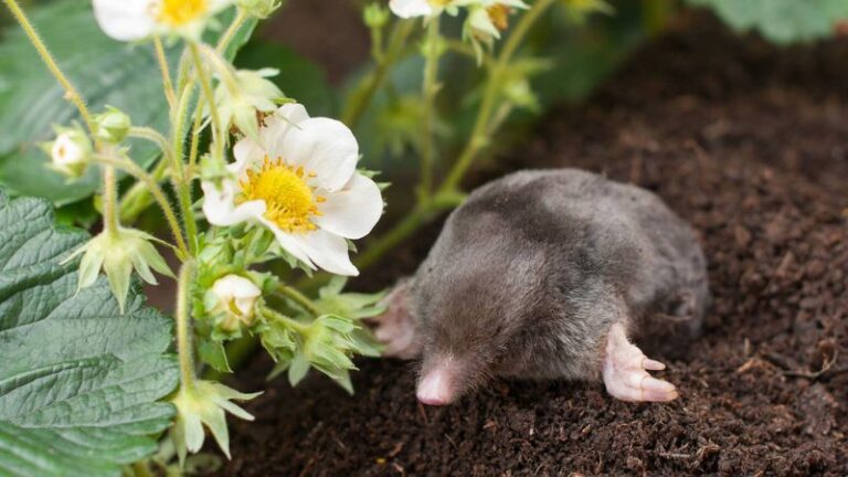 Castor Oil Repellent for Moles: A Possible but Uncertain Lawn Option