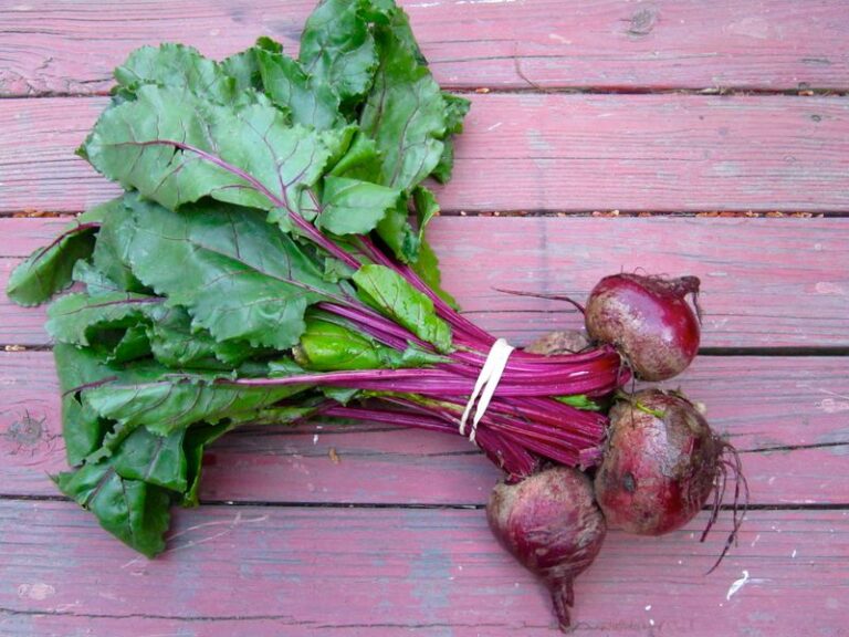 Most Gardeners Toss Their Beet Greens Without Knowing They’re The Best Part Of The Harvest