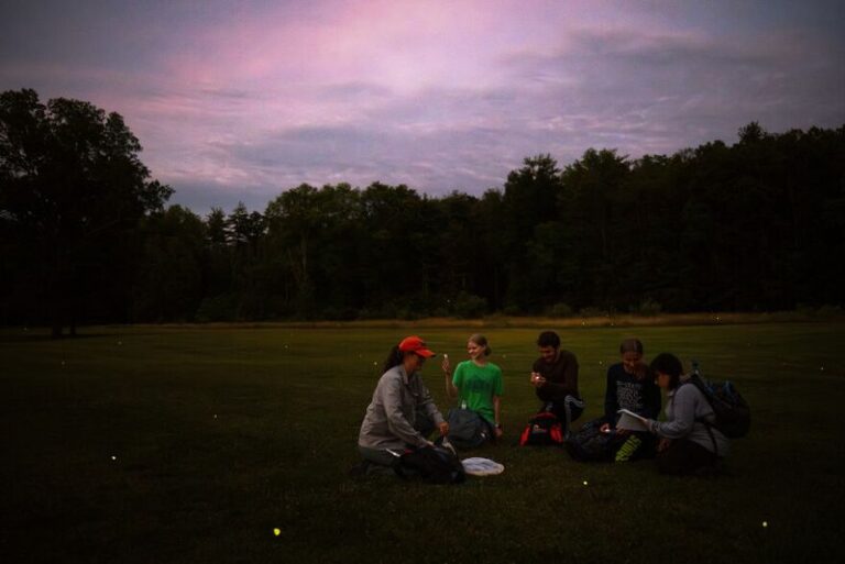 The Fall Cleanup Habits That Quietly Wipe Out Fireflies In North Carolina Yards Before Spring