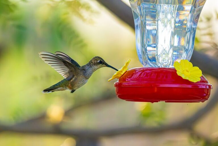 These 12 Hummingbird Treats Beat Plain Sugar Water (And 6 Things You Should Never Put In Your Feeder)