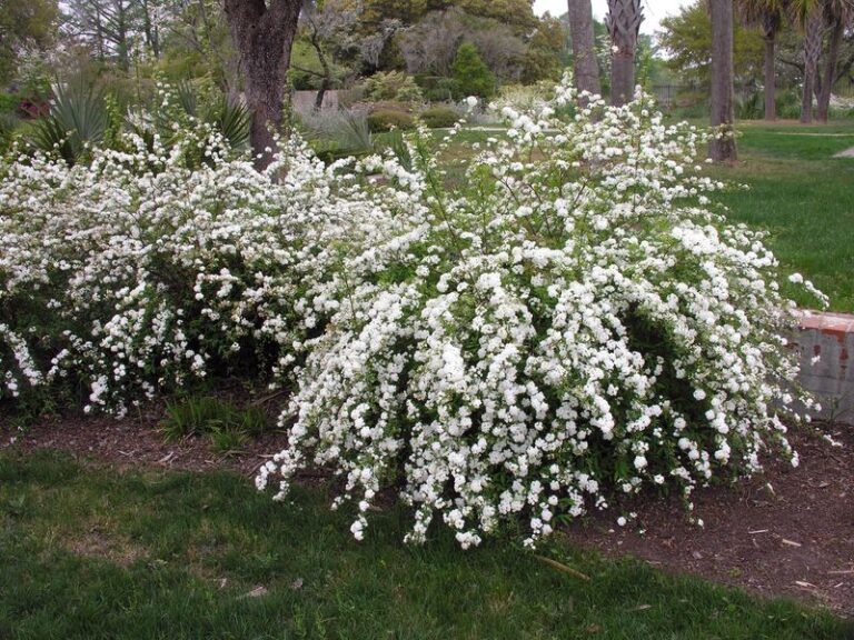 Should You Prune Spirea in October? What North Carolina Gardeners Need to Know Before Spring