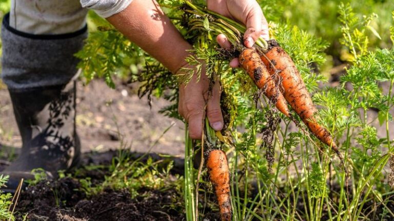 How To Tell When Your Fall Carrots Are Ready To Pull