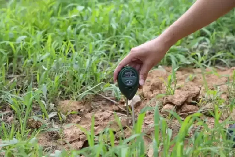 17 Tomato Feeding Mistakes That Cost You Fruit (Fix Them Before Next Spring’s Planting)