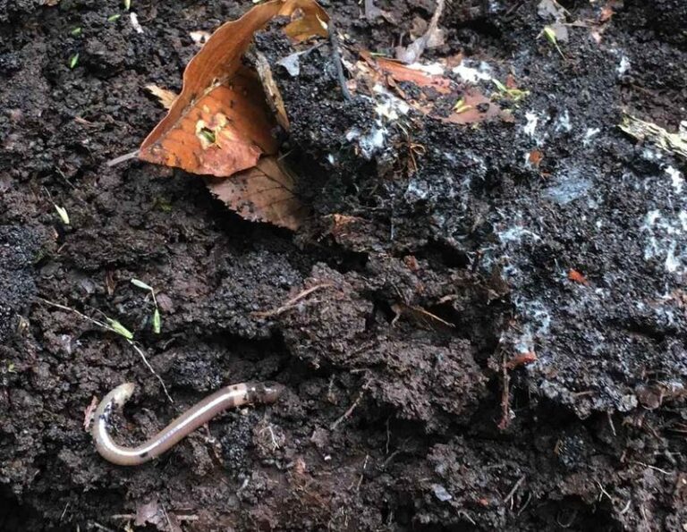 How Some Earthworms Help Break Down Fall Leaves and Cycle Nutrients Under Your Mulch