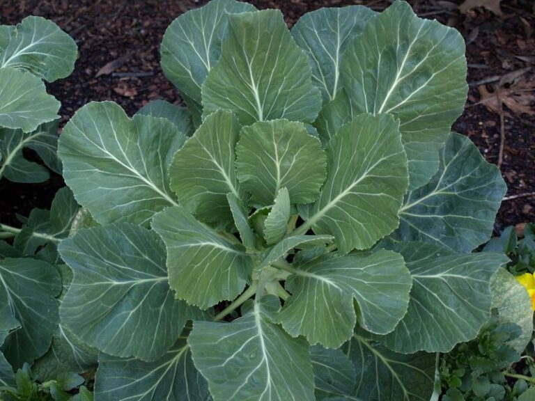 These Fall Vegetables Still Go In The Ground In North Carolina Gardens Right Up Until Thanksgiving