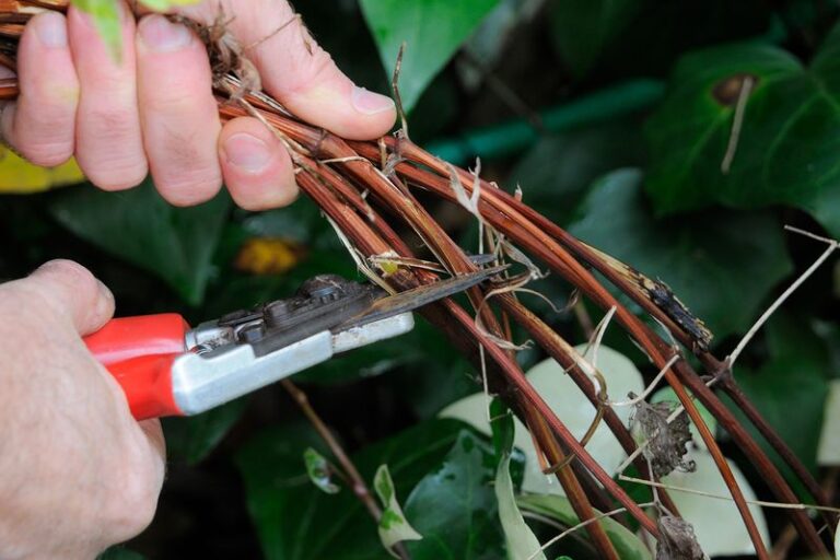Leggy Clematis? Pruning Depends On Its Group, and Fuller Growth Is Possible