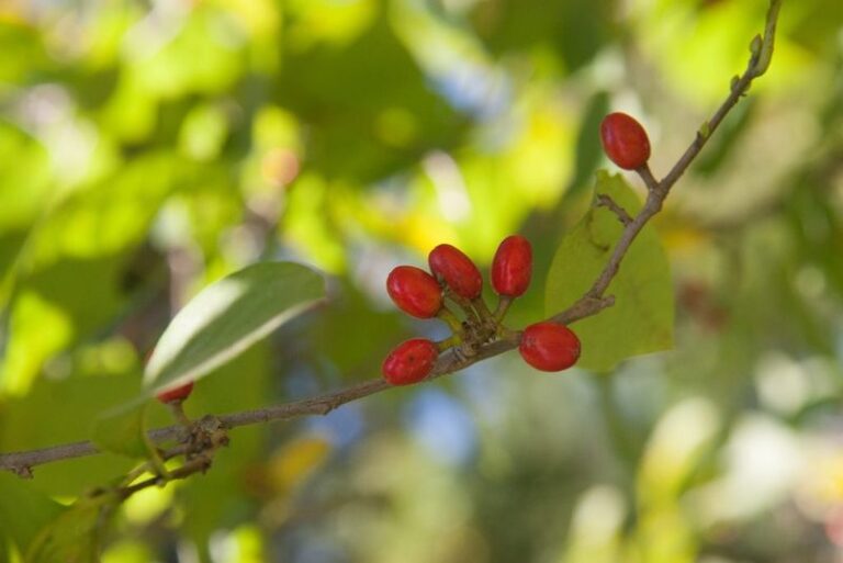 These North Carolina Shrubs Root In Deeper When You Plant Them This Fall Instead Of Spring