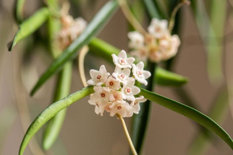15 Flowering Hoyas That Turn Your Windowsill Into A Wall Of Sweet-Scented Blooms