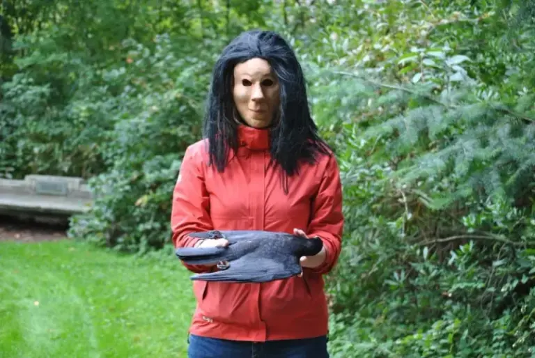 Do Crows Remember Faces? What a Mask Experiment Says About Backyard Crows and “Grudges”