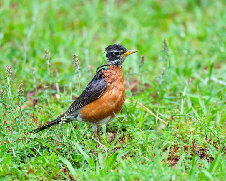 A Robin’s Pause on the Lawn May Be Part of the Food Search