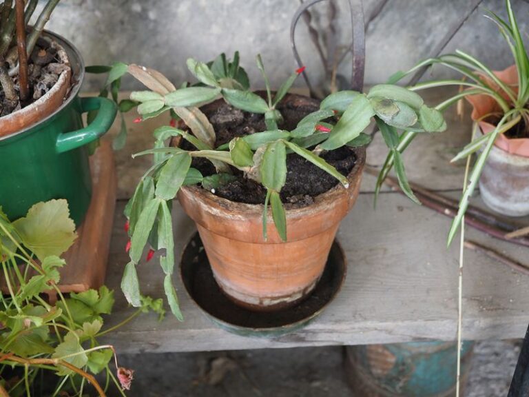 Wrinkled Christmas Cactus Segments? Check Soil and Drainage Before You Water