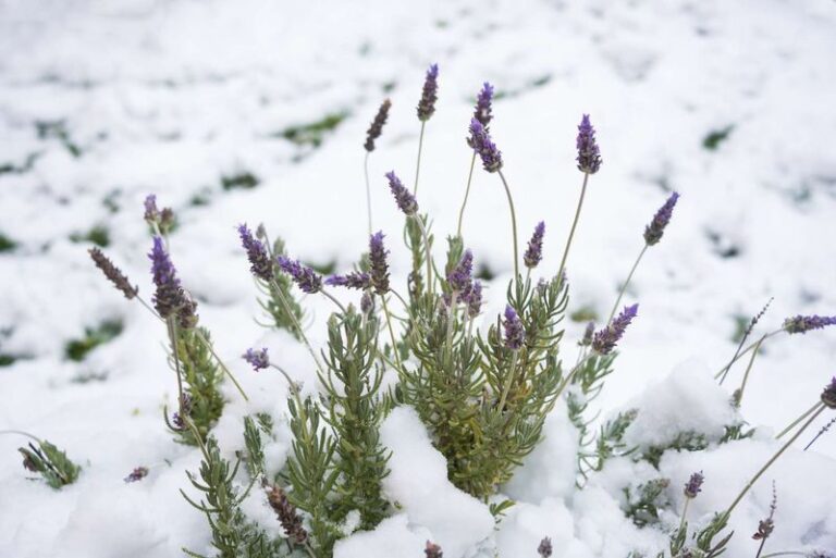 How to Help Your Lavender Survive Winter: Check Drainage and Debris Before Anything Else